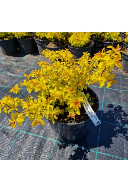 Спірея японська Голден Принцесс (рожева) - 0,5-3л/вис.10-15см/Ø10-15см